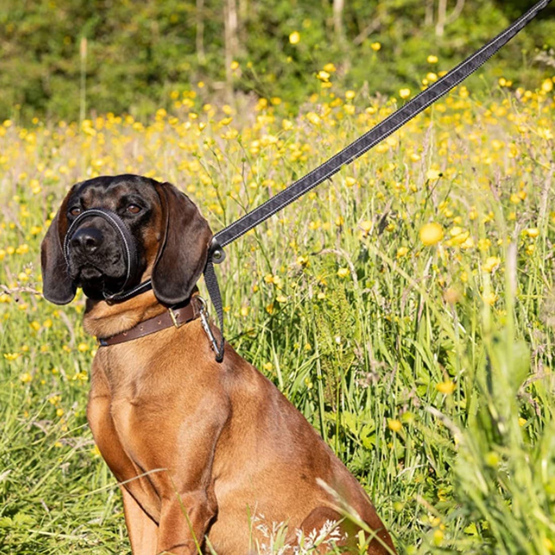 Integrated Anti-Bite Muzzle & Leash For Dogs & Dog Lead And Waste Bag Dispenser