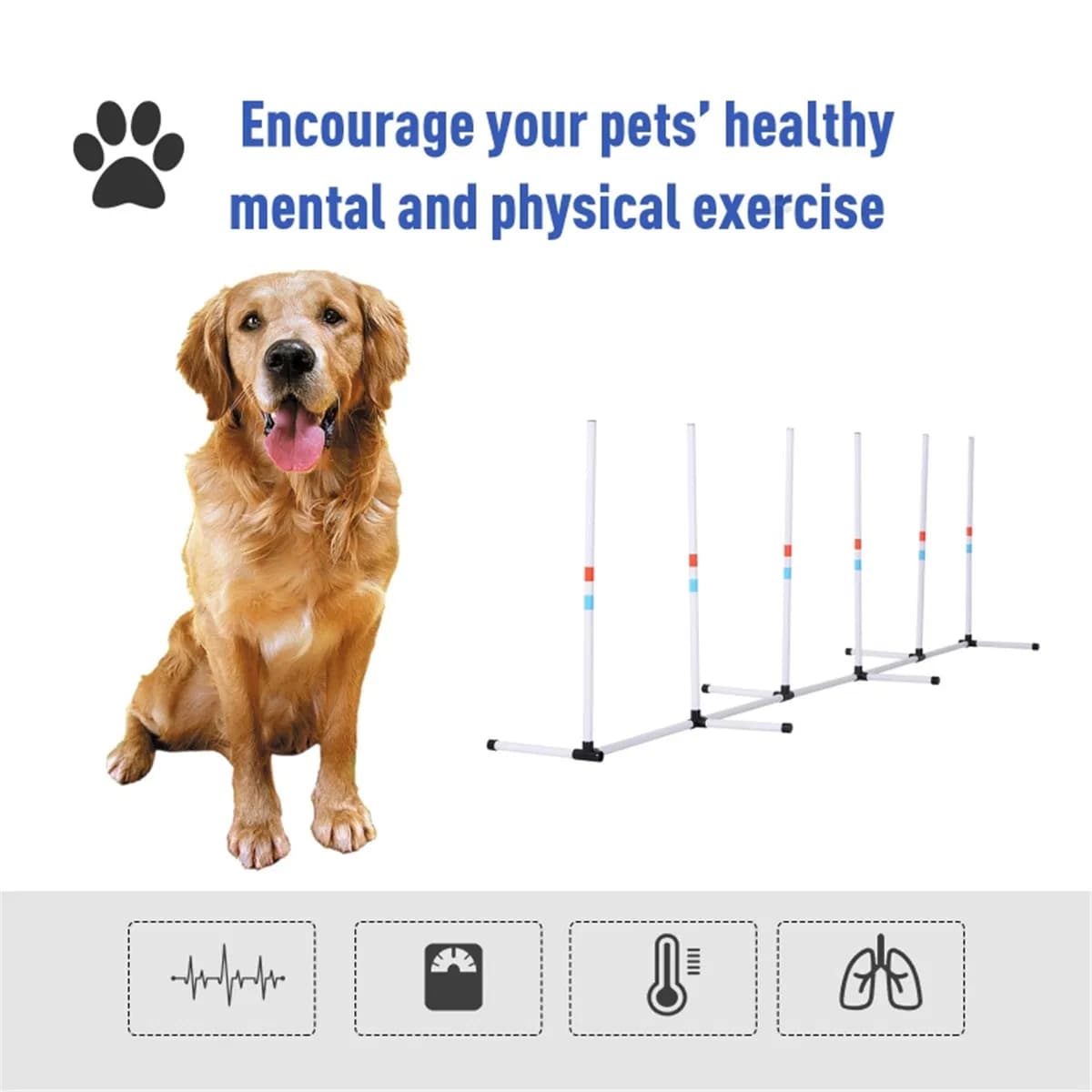 Dog Outdoor Exercise Training Set ( Amazon Shipping)(Prohibited by WalMart)