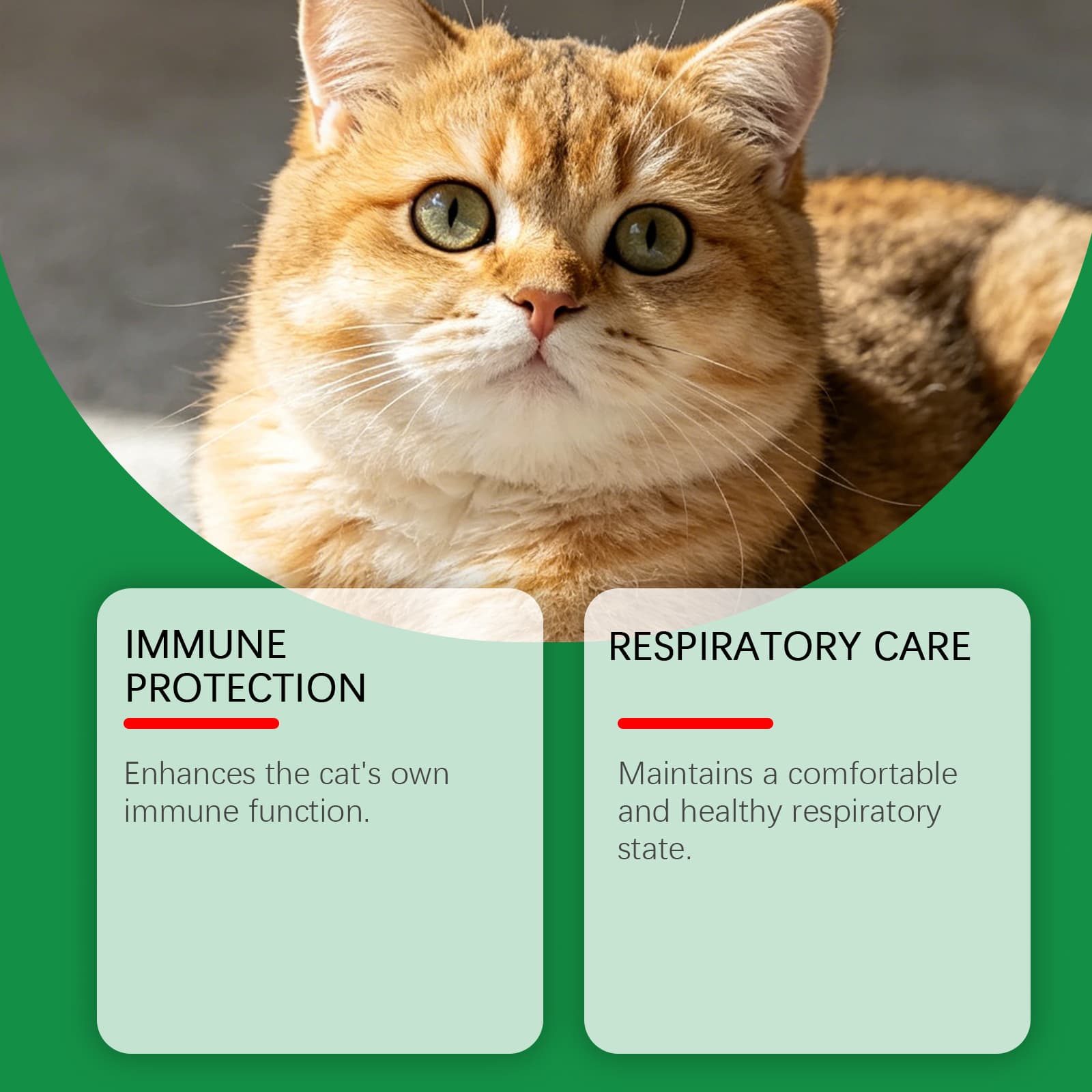 Cat Supplement Capsules - Gentle Formula for Digestive and Eye Health - Easy to Administer Nutritional Support for Cats