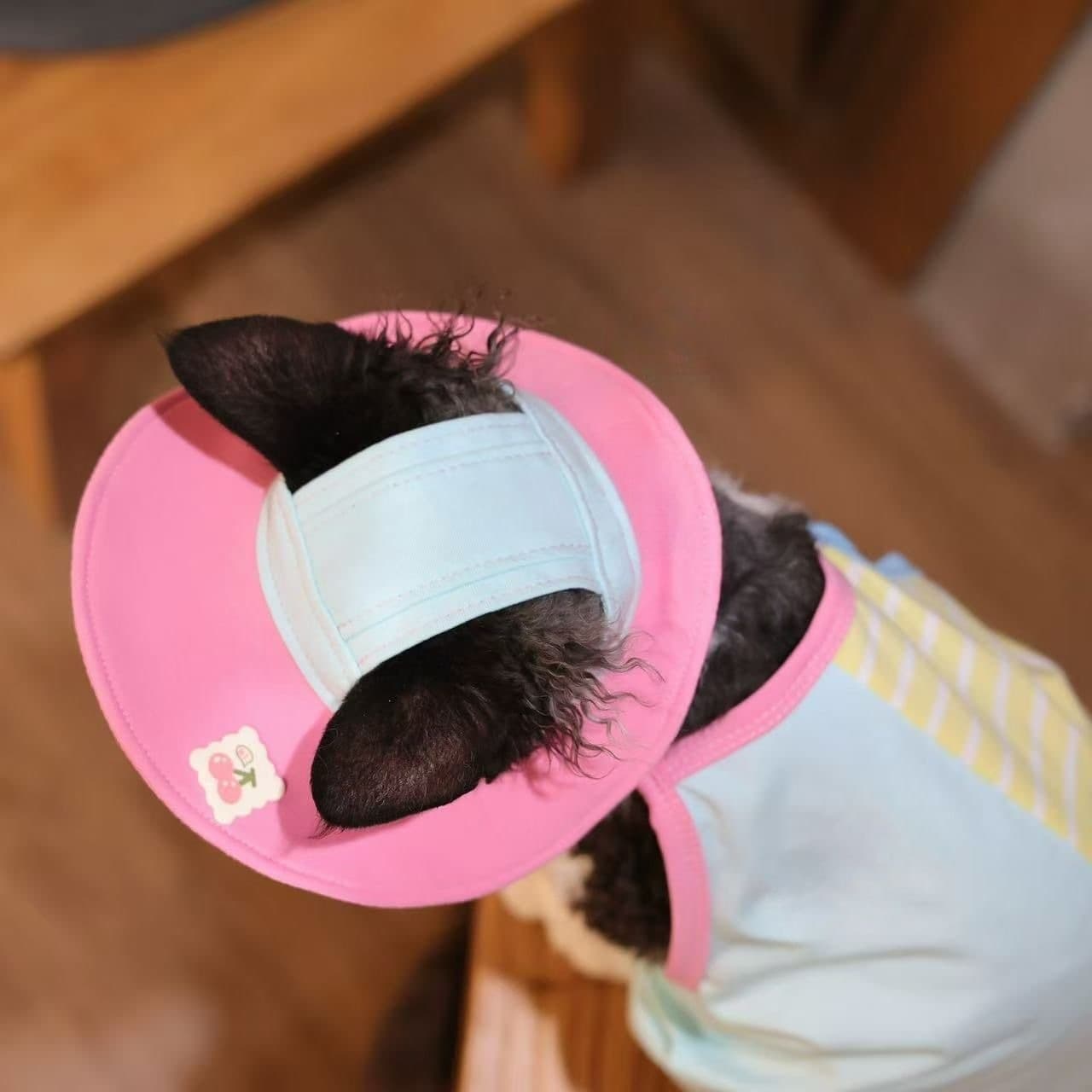 Sphynx Cat Summer Clothing 2 Piece Set Sleeveless Shirt And Hat For Hairless Cats,Devon Rex