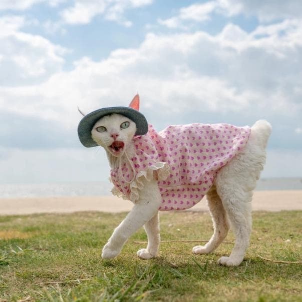 Sphynx Cat Summer Cotton Dress With Hearts and Lace Apparel for Hairless Cats Devon Rex