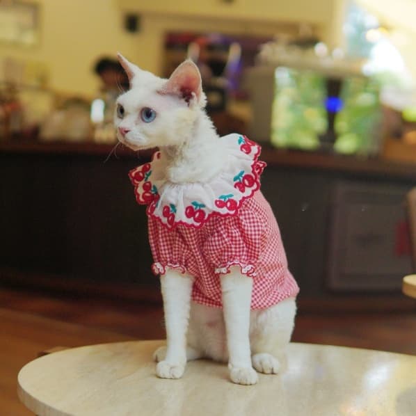 Sphynx Cat Red And White Summer Cotton Dress With Cherries Lace Collar Lightweight Clothes For Hairless Cats Devon Rex