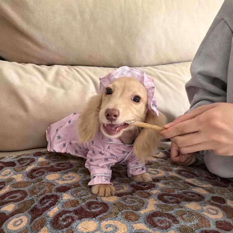 Pajamas And Dog Clothes Are Thin